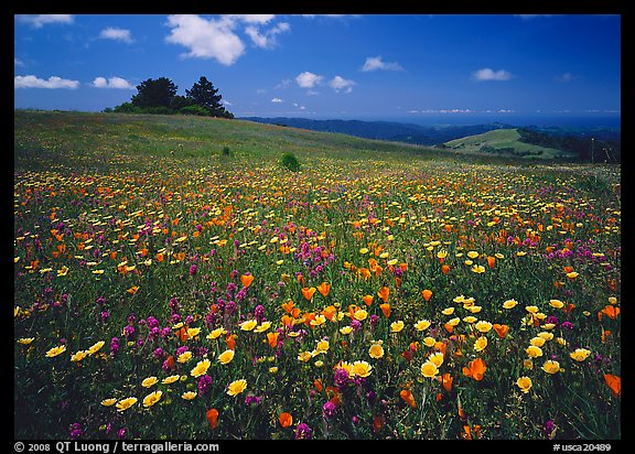 Wildflower carpet and tree cluster, Russian Ridge. Palo Alto,  California, USA