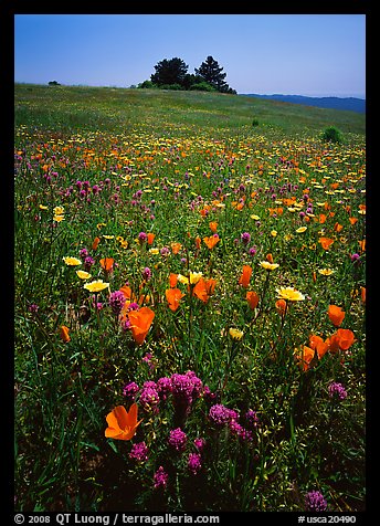 Meadows covered with wildflowers in the spring, Russian Ridge Open Space Preserve. California, USA (color)