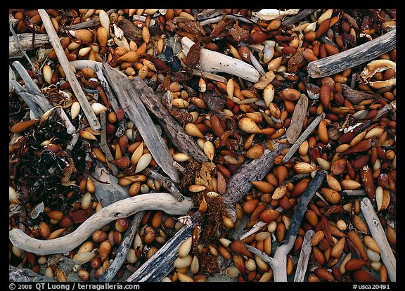 Dried kelp and driftwood, Carmel River State Beach. Carmel-by-the-Sea, California, USA (color)