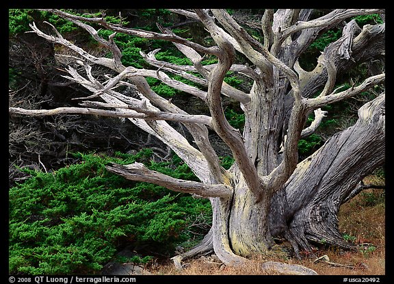 Dead tree. Point Lobos State Preserve, California, USA
