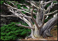 Dead tree. Point Lobos State Preserve, California, USA (color)