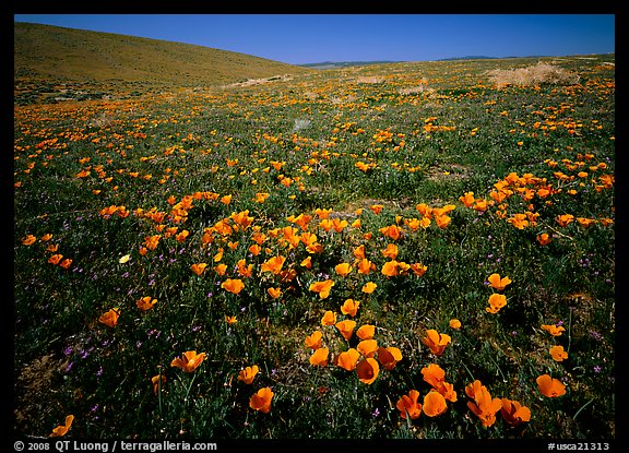 California Poppies, hills W of the Preserve. Antelope Valley, California, USA