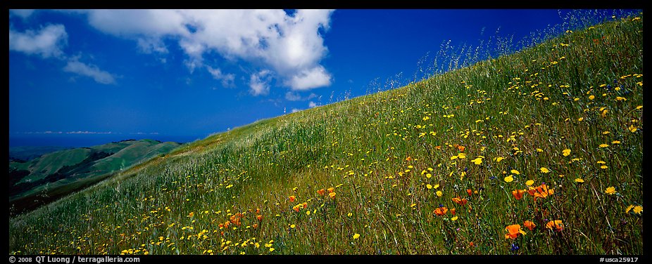 Landscape with grassy hills, wildflowers, and cloud. Palo Alto,  California, USA
