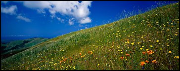 Landscape with grassy hills, wildflowers, and cloud. Palo Alto,  California, USA (Panoramic color)