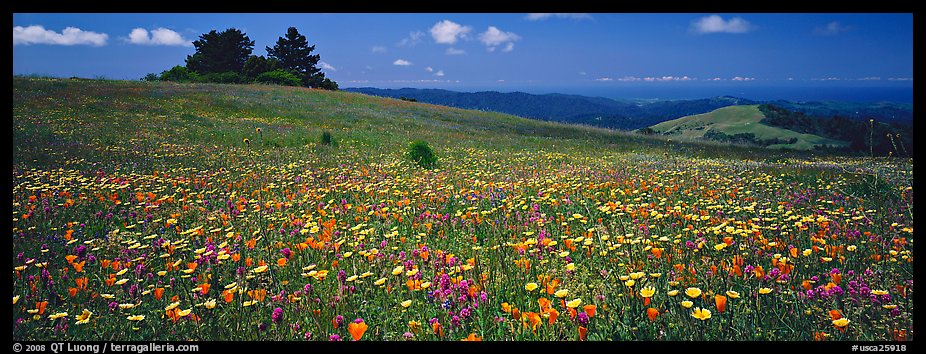 Spring landscape with wildflower carpet. Palo Alto,  California, USA (color)