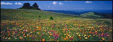 Spring landscape with wildflower carpet. Palo Alto,  California, USA (Panoramic color)