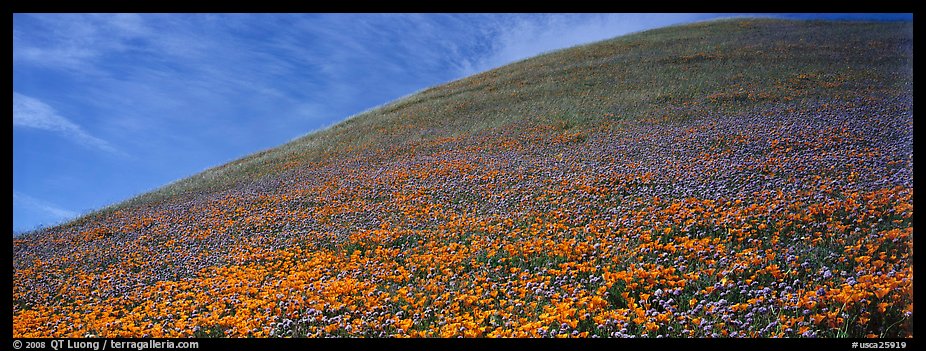 Hill covered with California poppies. Antelope Valley, California, USA (color)