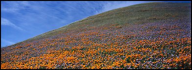 Hill covered with California poppies. Antelope Valley, California, USA (Panoramic color)
