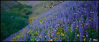 Thick lupine and California poppies on hillside. California, USA (Panoramic color)