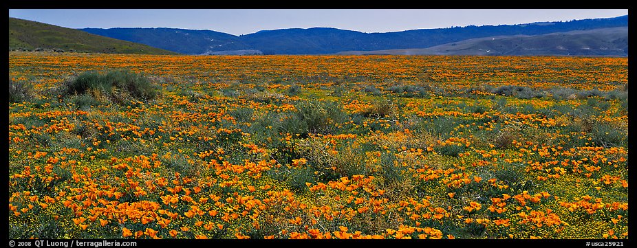 Valley flat covered with California poppies. Antelope Valley, California, USA