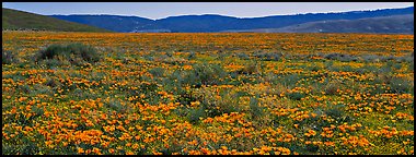 Valley flat covered with California poppies. Antelope Valley, California, USA (Panoramic color)