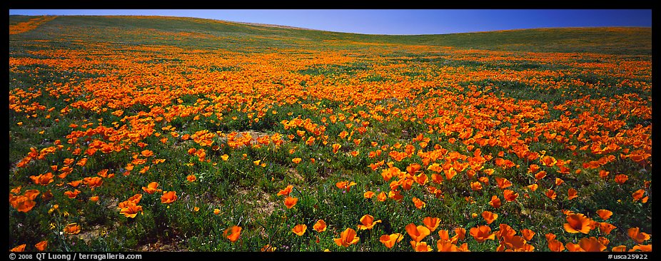 Spring landscape with California poppy flower carpet. Antelope Valley, California, USA