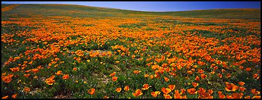 Spring landscape with California poppy flower carpet. Antelope Valley, California, USA (Panoramic color)