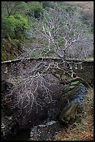 Stone bridge and bare tree,  Alum Rock Park. San Jose, California, USA