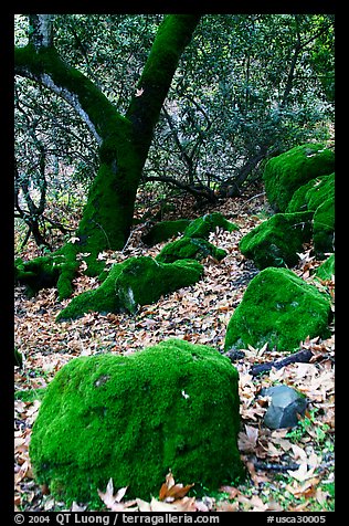 Moss-covered boulders and sycamore,  Alum Rock Park. San Jose, California, USA (color)