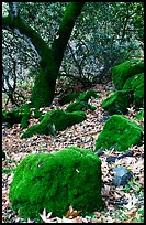 Moss-covered boulders and sycamore,  Alum Rock Park. San Jose, California, USA