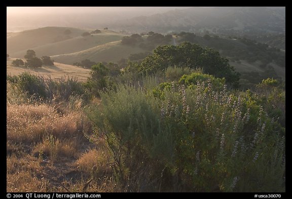 Bush and hills, sunrise, Fort Ord National Monument. California, USA