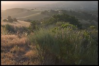 Bush and hills, sunrise. California, USA