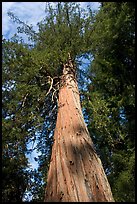 Redwood tree, looking upwards. Big Basin Redwoods State Park,  California, USA ( color)