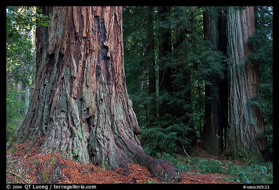 Redwood trees. Big Basin Redwoods State Park,  California, USA (color)