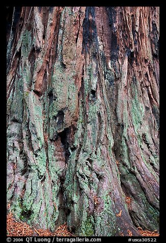 Detail of redwood tree bark. Big Basin Redwoods State Park,  California, USA (color)