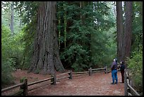 Tourists standing amongst redwood trees. Big Basin Redwoods State Park,  California, USA (color)