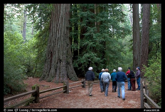 Tourists walking on trail amongst redwood trees. Big Basin Redwoods State Park,  California, USA (color)