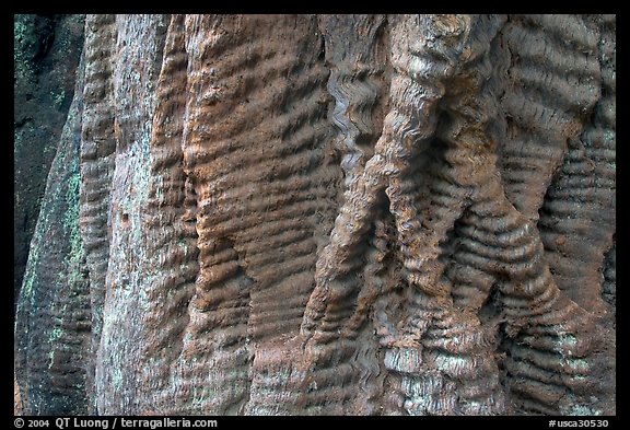 Bark texture of a redwood tree. Big Basin Redwoods State Park,  California, USA