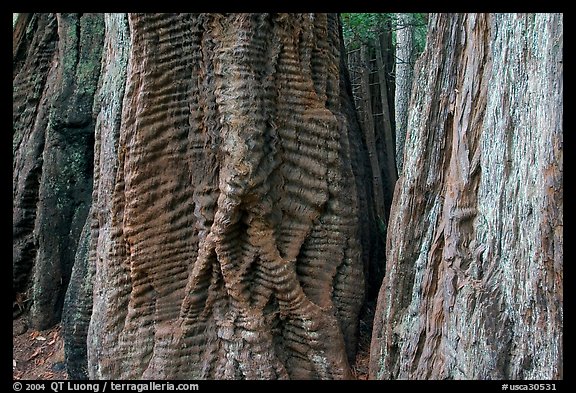 Trunks of redwood trees with curious texture. Big Basin Redwoods State Park,  California, USA (color)