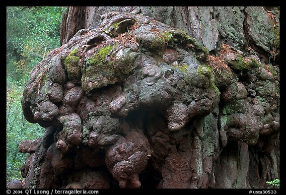 Redwood tree burl. Big Basin Redwoods State Park,  California, USA