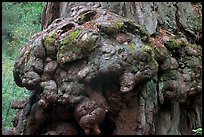 Redwood tree burl. Big Basin Redwoods State Park,  California, USA ( color)