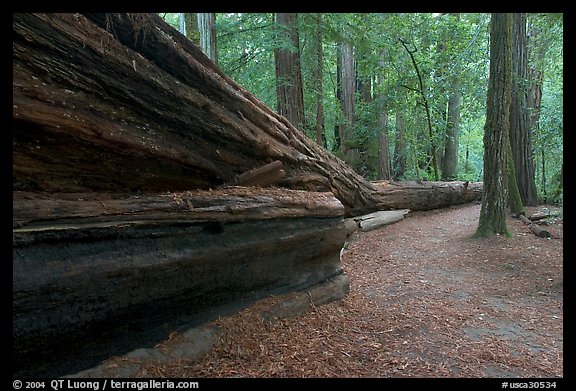 Fallen giant redwood. Big Basin Redwoods State Park,  California, USA (color)