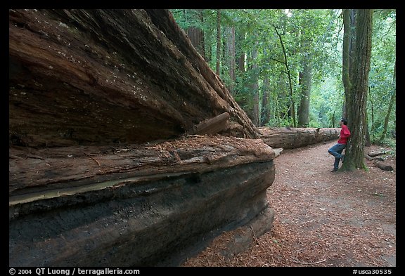 Visitor looking at fallen redwood tree. Big Basin Redwoods State Park,  California, USA (color)