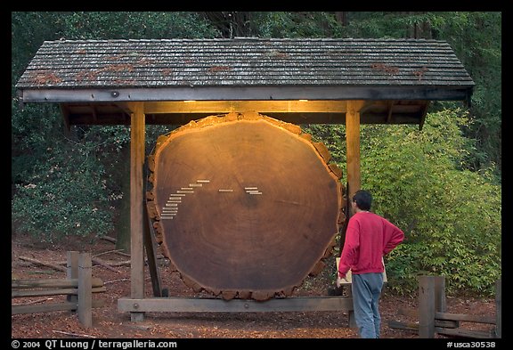 Visitor looking at a redwood cross-section with age tags. Big Basin Redwoods State Park,  California, USA (color)