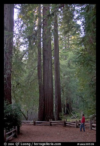 Visitor standing at the base of tall redwood trees. Big Basin Redwoods State Park,  California, USA