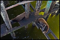 California sea lions rest under the pier. Santa Cruz, California, USA (color)