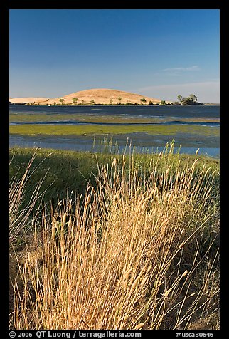 Summer grasses, Oneill Forebay, San Luis Reservoir State Recreation Area. California, USA