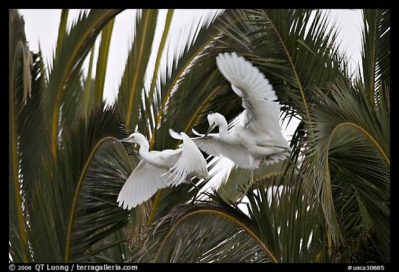 Two egrets in tree, Baylands. Palo Alto,  California, USA