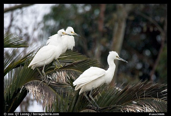 Three egrets resting, Palo Alto Baylands. Palo Alto,  California, USA