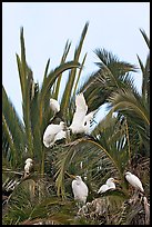 Egret rookery on palm tree, Baylands. Palo Alto,  California, USA ( color)