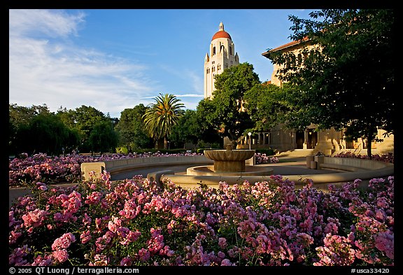 Hoover Tower and bed of roses, late afternoon. Stanford University, California, USA
