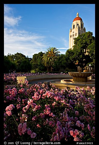 Roses, Green Library and Hoover Tower,  late afternoon. Stanford University, California, USA (color)