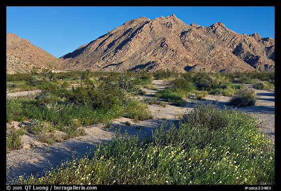 Wildflowers, Sheephole Mountains. Mojave Trails National Monument, California, USA