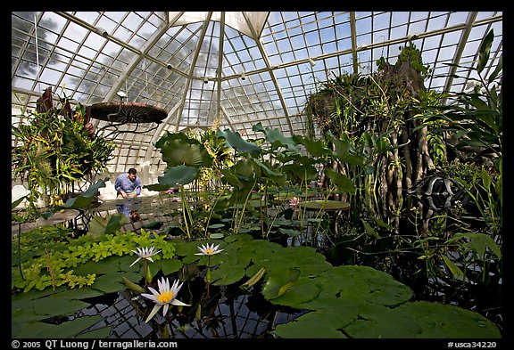 Water lilies in the the Conservatory of Flowers. San Francisco, California, USA (color)