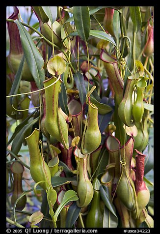 Carnivorous pitcher plant in the the Conservatory of Flowers. San Francisco, California, USA (color)