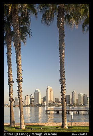 Skyline framed by palm trees from Coronado. San Diego, California, USA (color)