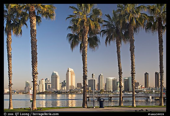 Palm trees and skyline, early morning. San Diego, California, USA (color)