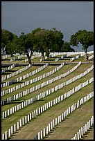 Fort Rosecrans National Cemetary, the third largest in the US. San Diego, California, USA ( color)