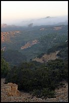 Ridges and fog and sunrise,  Torrey Pines State Preserve. La Jolla, San Diego, California, USA ( color)