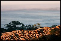 Eroded bluffs, ocean and fog, sunrise, Torrey Pines State Preserve. La Jolla, San Diego, California, USA ( color)